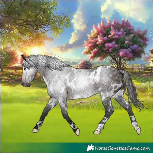 Horse Color:Gray White Spotted Bay Rabicano 