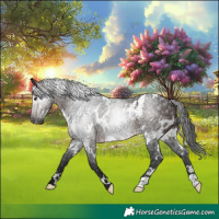 Horse Color:Gray White Spotted Bay Rabicano 