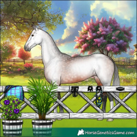 Horse Color:Gray Bay 