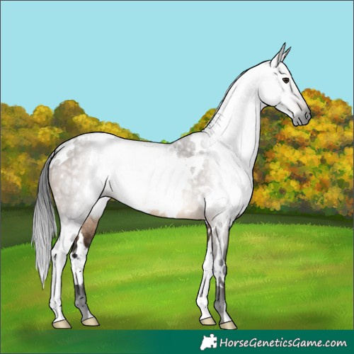 Horse Color:Gray White Spotted Brown Dun Rabicano 