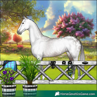 Horse Color:Gray Bay Ice Appaloosa 