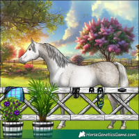 Horse Color:Gray Silver Bay Ice Dun