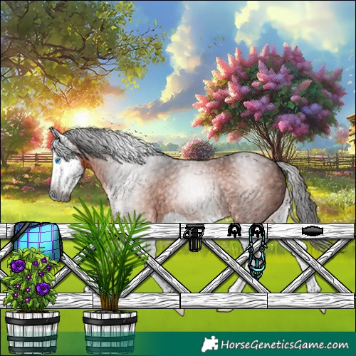Horse Color:Gray Bay Splash