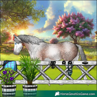 Horse Color:Gray Bay Splash 
