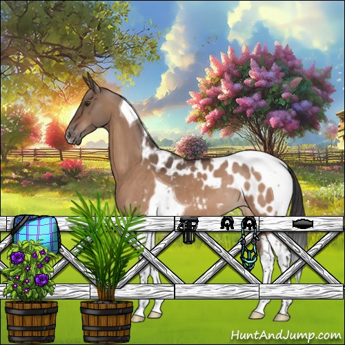 Horse Color:Brown Dun Tobiano Appaloosa 