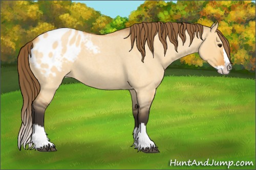 Horse Color:Buckskin Roan Dun Splash Appaloosa 