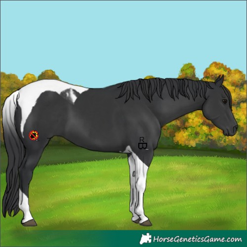 Horse Color:Black Tobiano