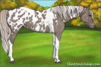 Horse Color:White Spotted Silver Grullo Tobiano Near Leopard Brindle