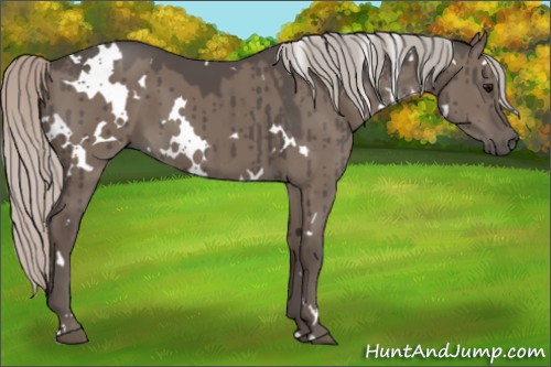Horse Color:White Spotted Silver Grullo Brindle 