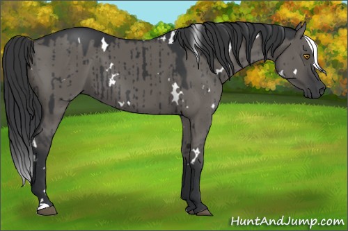 Horse Color:White Spotted Grullo Brindle