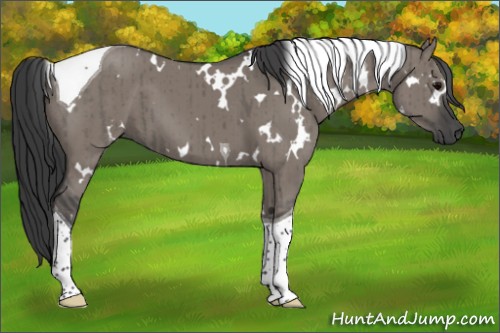 Horse Color:White Spotted Grullo Tobiano Brindle