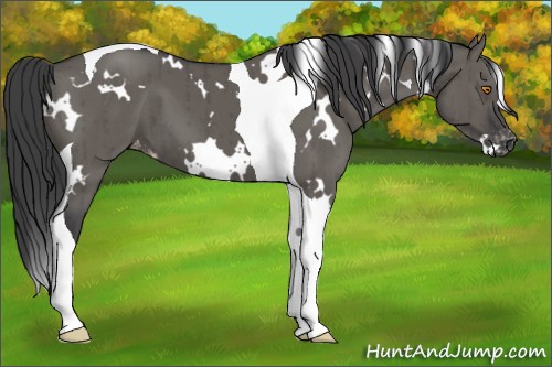 Horse Color:White Spotted Grullo Tobiano Appaloosa Brindle 