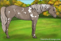 Horse Color:White Spotted Silver Grullo Varnish Brindle