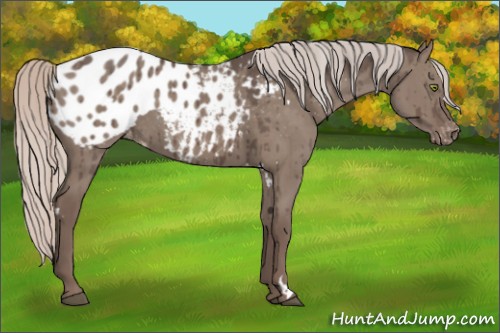 Horse Color:White Spotted Silver Grullo Appaloosa Brindle 