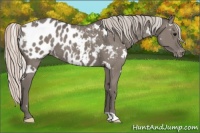 Horse Color:White Spotted Silver Grullo Near Leopard 