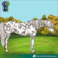 Horse Color:White Spotted Silver Grullo Tobiano Appaloosa 