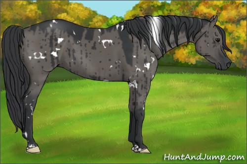 Horse Color:White Spotted Grullo Brindle 