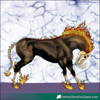 Horse Color:Void Liver Red Dun Splash Appaloosa 