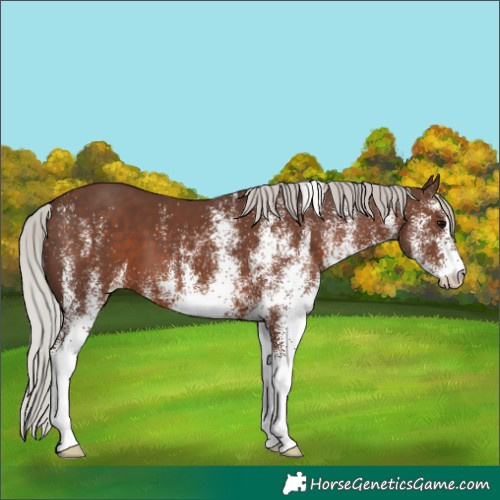 Horse Color:White Spotted Silver Black 