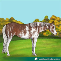 Horse Color:White Spotted Silver Black