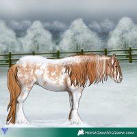 Horse Color:Chestnut Sabino