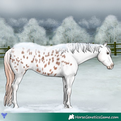 Horse Color:Red Roan Appaloosa 