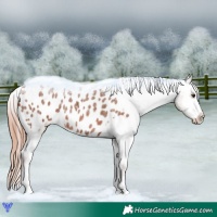 Horse Color:Red Roan Appaloosa 