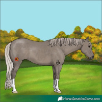 Horse Color:Silver Grullo
