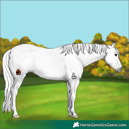 Horse Color:Gray Grullo 