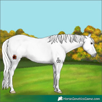Horse Color:Gray Grullo 