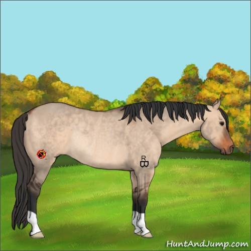 Horse Color:Bay Dun Rabicano 