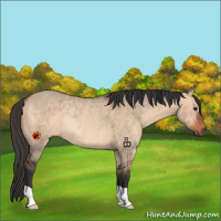 Horse Color:Bay Dun Rabicano 