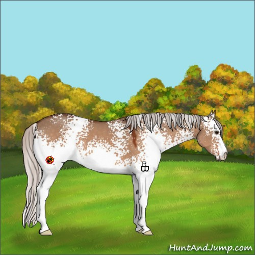 Horse Color:White Spotted Silver Brown Dun 
