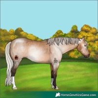 Horse Color:Gray Silver Bay Dun 