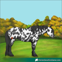 Horse Color:Black Near Leopard 