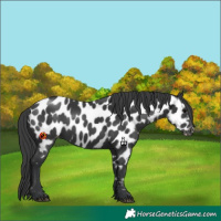 Horse Color:Black Appaloosa 