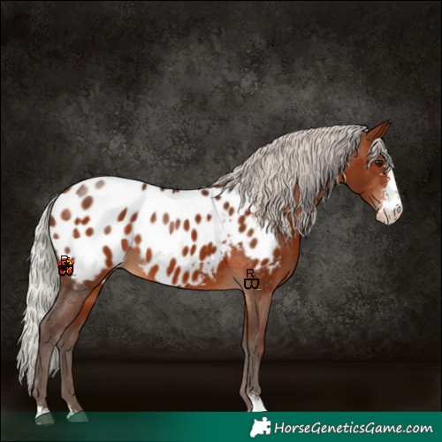 Horse Color:Silver Brown Sabino Blanket Rabicano