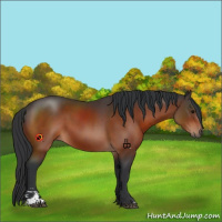 Horse Color:Bay Sabino 
