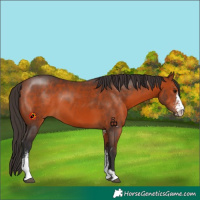 Horse Color:Bay Sabino 
