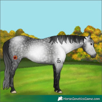 Horse Color:Gray Black 