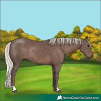 Horse Color:Silver Black