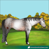 Horse Color:Gray Brown 