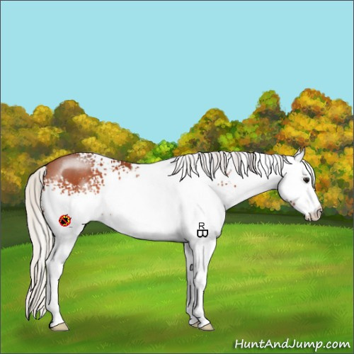 Horse Color:White Spotted Silver Bay 