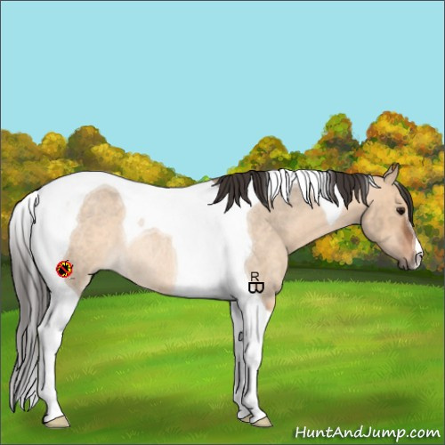 Horse Color:Bay Roan Dun Tobiano Rabicano 