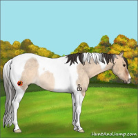 Horse Color:Bay Roan Dun Tobiano Rabicano 