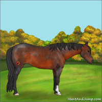 Horse Color:Brown 