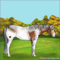 Horse Color:White Spotted Bay Sabino 