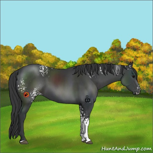 Horse Color:White Spotted Black Sabino 