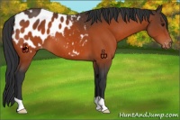 Horse Color:Bay Appaloosa