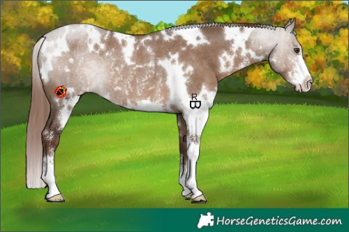 Horse Color:White Spotted Liver Red Dun Sabino Rabicano 